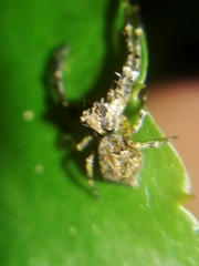 Titidius