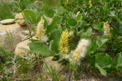 Salix commutata