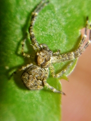 Titidius