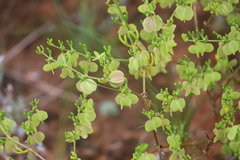 Roepera aurantiaca aurantiaca