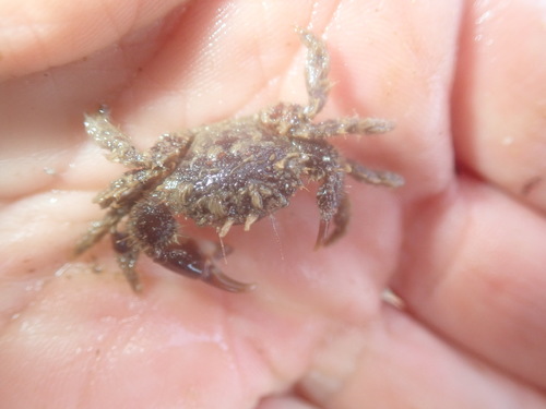 Hairy Crab, Porz Goret, France, photo 6 of 10