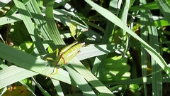 Odontopodisma decipiens