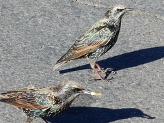 Sturnus vulgaris