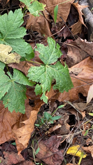 Hydrastis canadensis