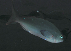 Cephalopholis colonus