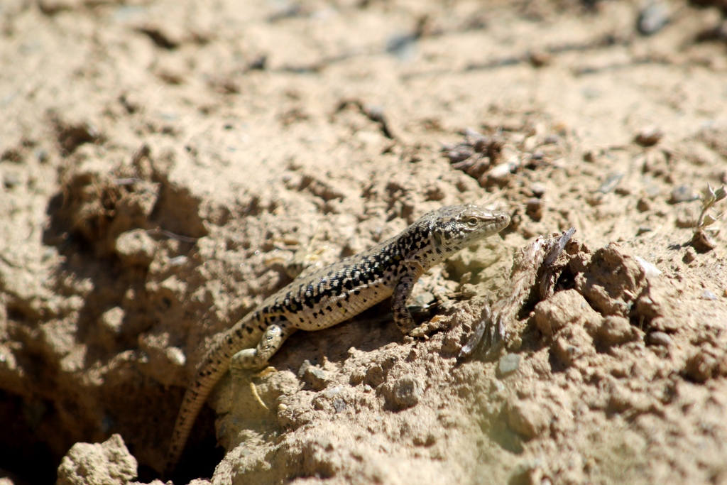 Dzungarian Racerunner