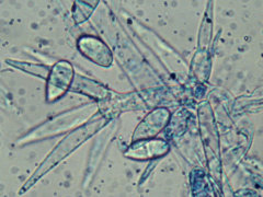 Hypomyces mycophilus