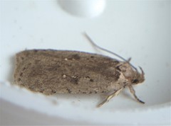 Agonopterix clemensella