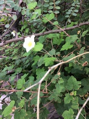 Rubus neomexicanus