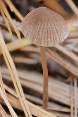 Psathyrella orbitarum