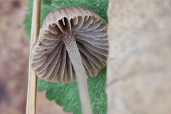 Psathyrella orbitarum
