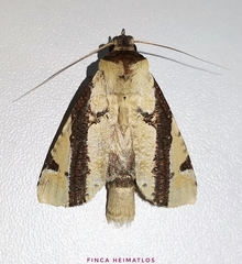 Calledema contingata