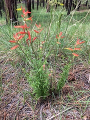 Castilleja patriotica