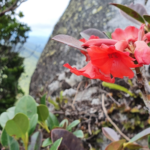 Rhododendron lochiae observed 2020-09-06
