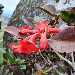 Rhododendron lochiae