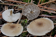 Clitocybe brunneoceracea