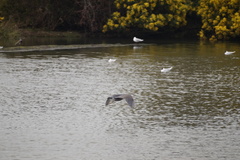 Nycticorax nycticorax obscurus