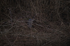 Nycticorax nycticorax obscurus