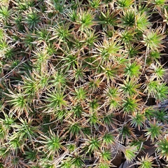 Micraira subulifolia