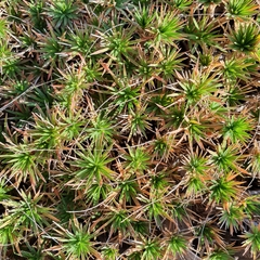 Micraira subulifolia