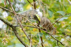 Sciurus carolinensis