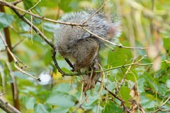 Sciurus carolinensis