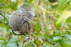 Sciurus carolinensis