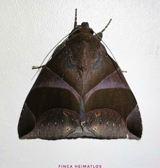 Dysgonia purpurata