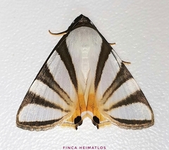 Eulepidotis preclara