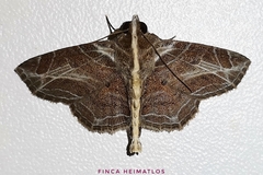 Dolichosomastis leucogrammica