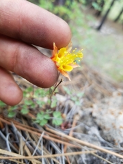 Aquilegia desertorum