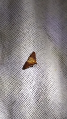 Udea daiclesalis