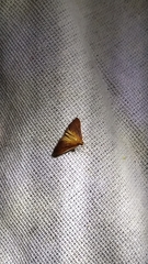 Udea daiclesalis