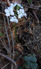 Cardamine trifolia