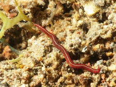 Phyllodocidae