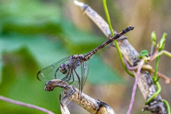 Dythemis nigrescens