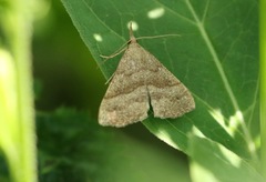 Hypena atomaria