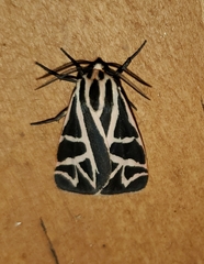 Apantesis phyllira