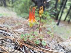 Aquilegia desertorum