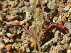Phyllodocidae