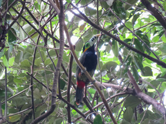 Selenidera maculirostris