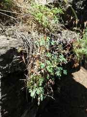 Aquilegia desertorum