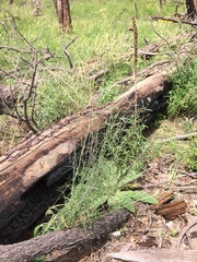 Pennellia longifolia