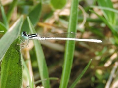 Agriocnemis lacteola