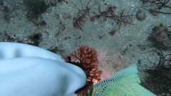 Callophyllis flabellulata