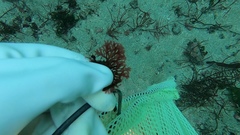 Callophyllis flabellulata