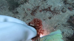 Callophyllis flabellulata