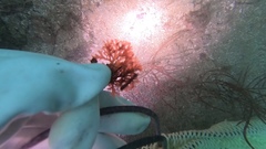 Callophyllis flabellulata