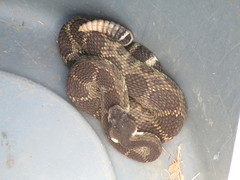Crotalus oreganus