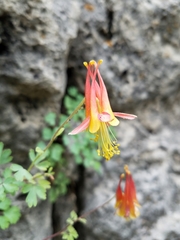 Aquilegia desertorum